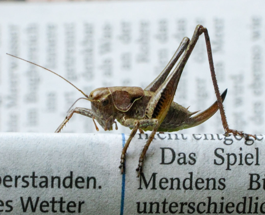 Pholidoptera griseoaptera - Gewöhnliche Strauchschrecke