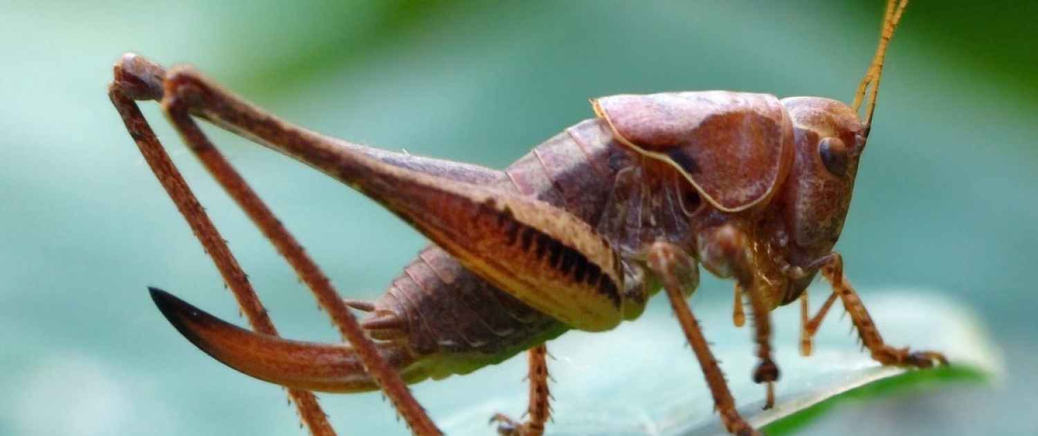 Pholidoptera griseoaptera - Gewöhnliche Strauchschrecke
