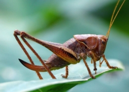 Pholidoptera griseoaptera - Gewöhnliche Strauchschrecke