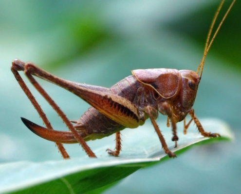 Pholidoptera griseoaptera - Gewöhnliche Strauchschrecke