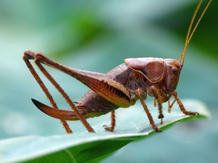 Pholidoptera griseoaptera - Gewöhnliche Strauchschrecke