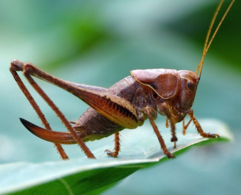Pholidoptera griseoaptera - Gewöhnliche Strauchschrecke