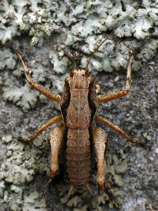 Pholidoptera griseoaptera - Gewöhnliche Strauchschrecke