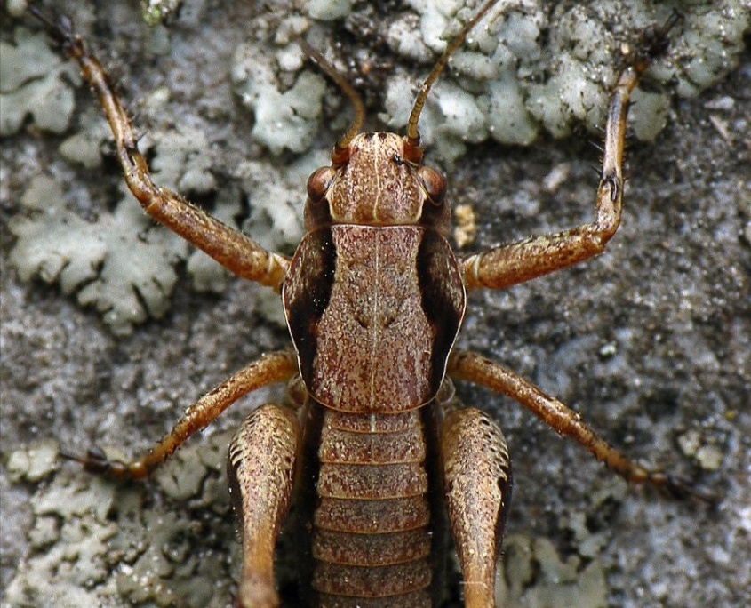 Pholidoptera griseoaptera - Gewöhnliche Strauchschrecke