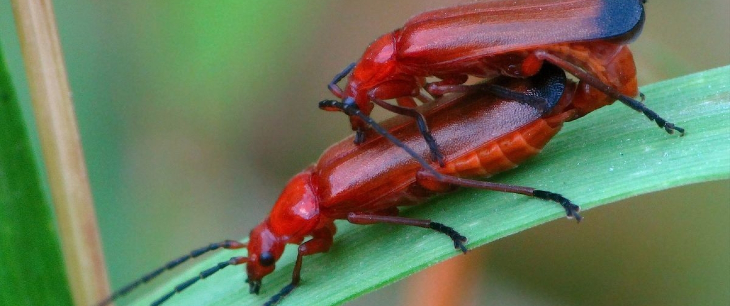 Rhagonycha fulva - Roter Weichkäfer