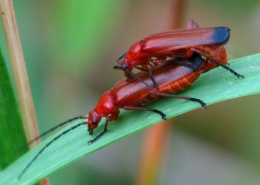 Rhagonycha fulva - Roter Weichkäfer