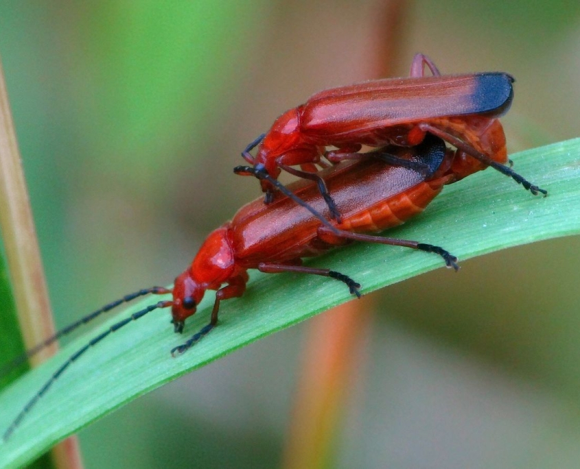 Rhagonycha fulva - Roter Weichkäfer