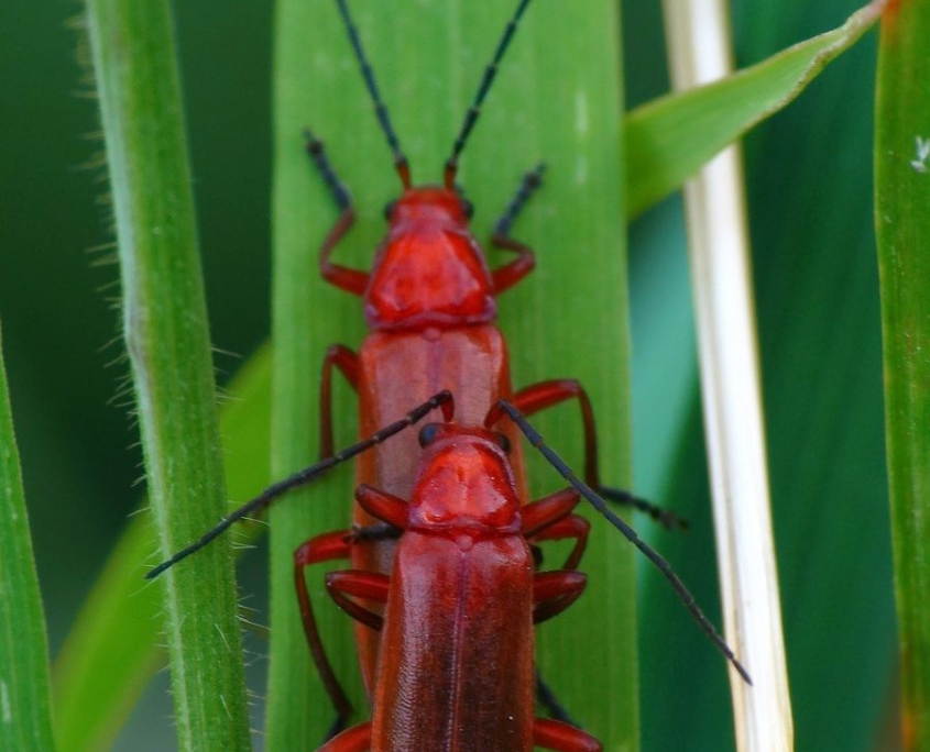 Rhagonycha fulva - Roter Weichkäfer