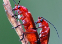 Rhagonycha fulva - Roter Weichkäfer