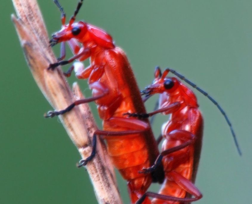 Rhagonycha fulva - Roter Weichkäfer