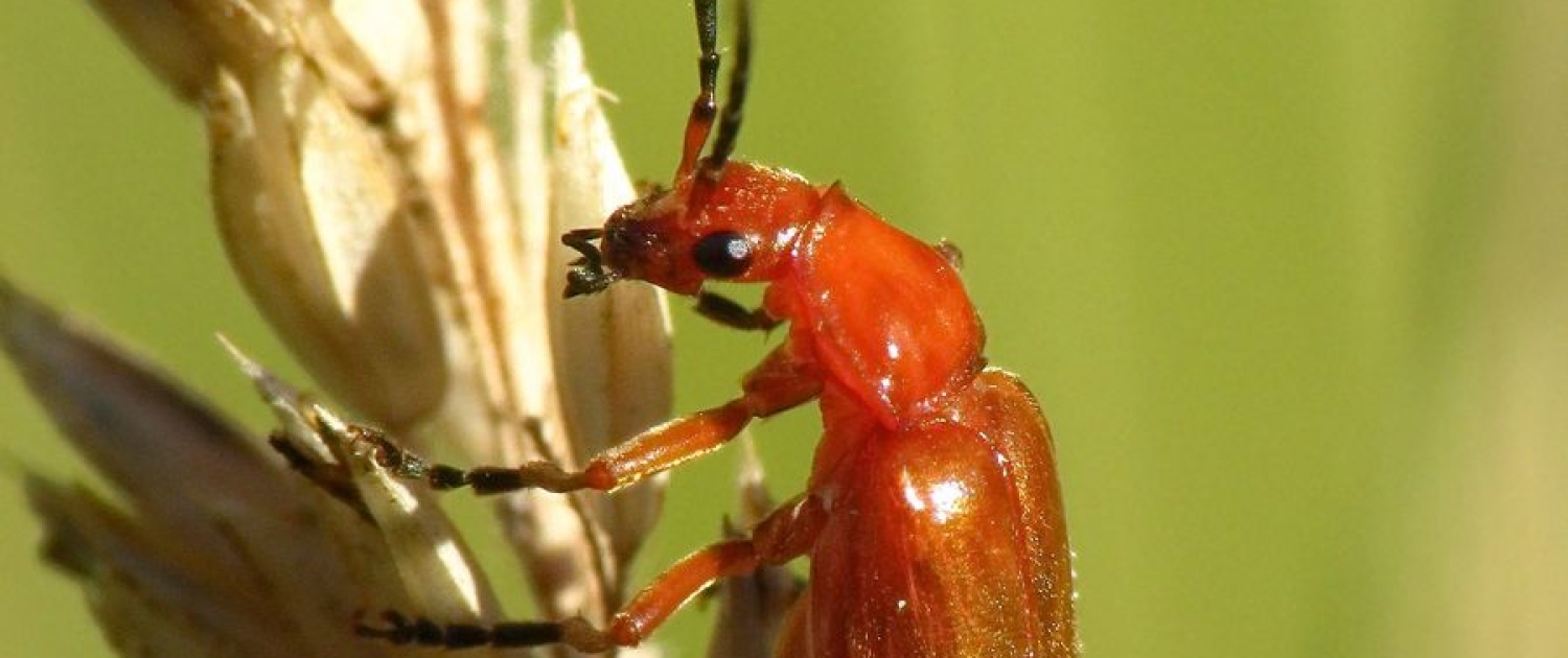 Rhagonycha fulva - Roter Weichkäfer