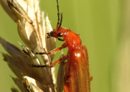 Rhagonycha fulva - Roter Weichkäfer