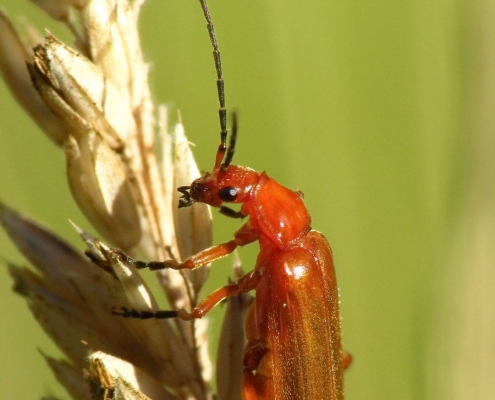 Rhagonycha fulva - Roter Weichkäfer