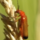 Rhagonycha fulva - Roter Weichkäfer