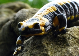 Feuersalamander - Salamandra salamandra