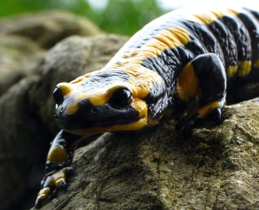 Feuersalamander - Salamandra salamandra