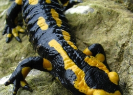 Feuersalamander - Salamandra salamandra