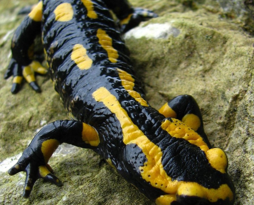 Feuersalamander - Salamandra salamandra