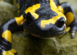 Feuersalamander - Salamandra salamandra