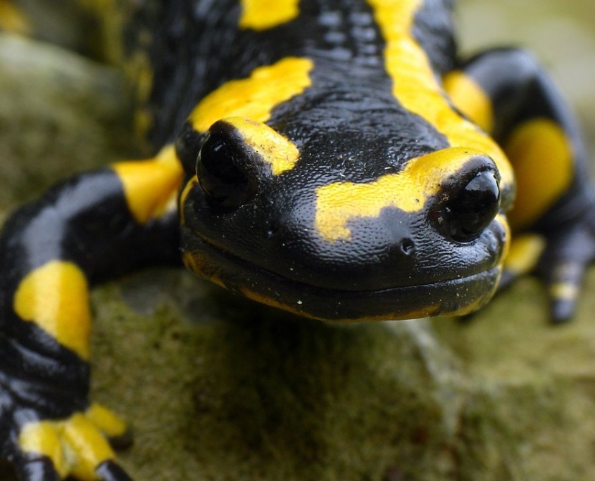 Feuersalamander - Salamandra salamandra