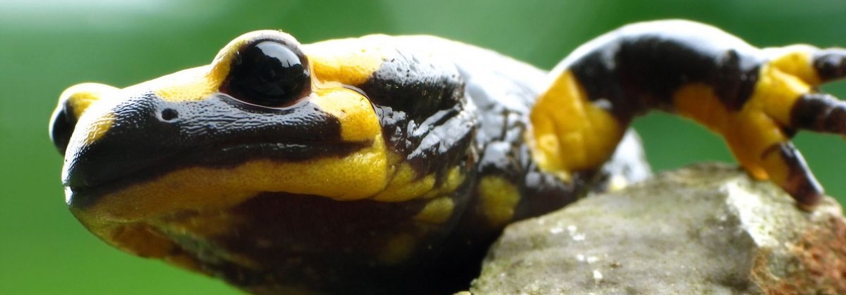 Feuersalamander - Salamandra salamandra