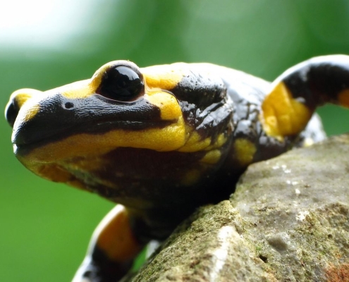 Feuersalamander - Salamandra salamandra