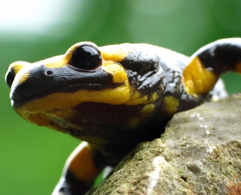 Feuersalamander - Salamandra salamandra