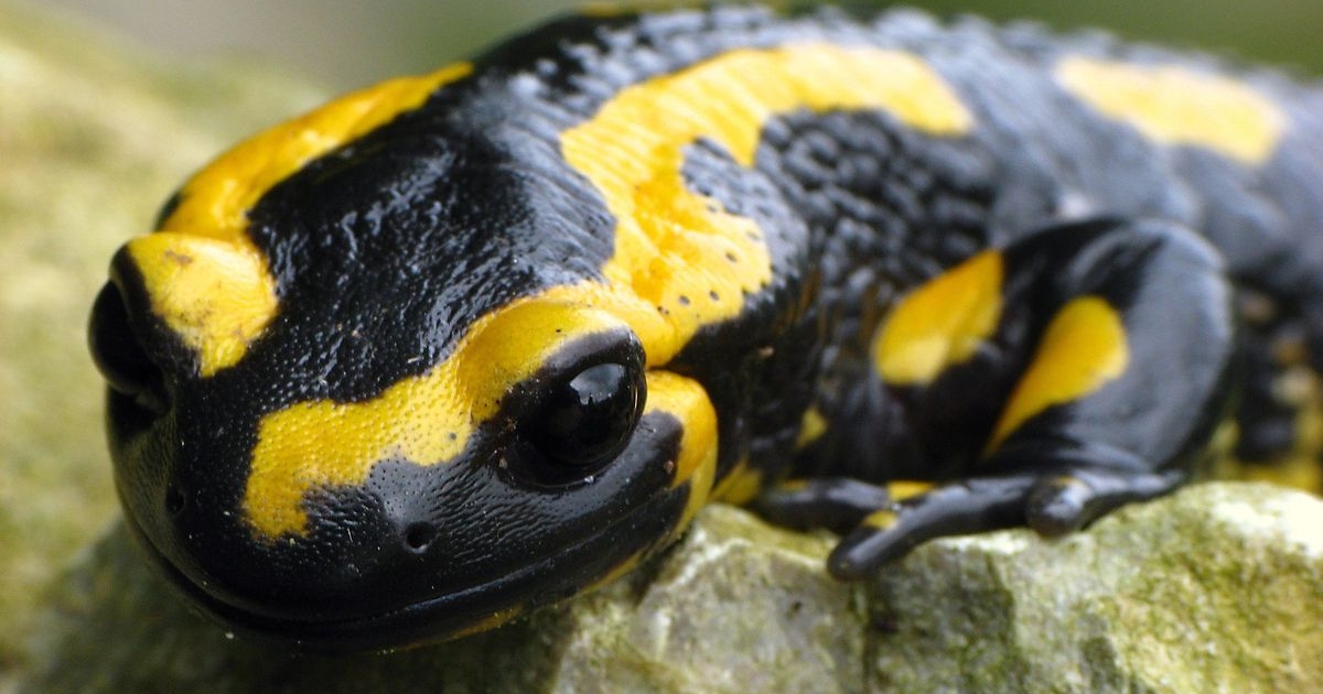 Feuersalamander - Salamandra salamandra