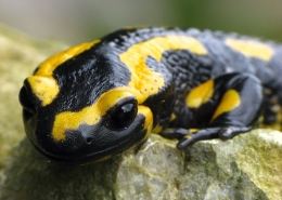 Feuersalamander - Salamandra salamandra