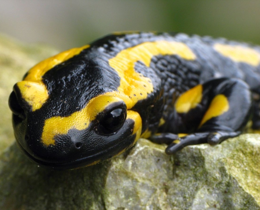 Feuersalamander - Salamandra salamandra