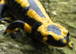 Feuersalamander - Salamandra salamandra