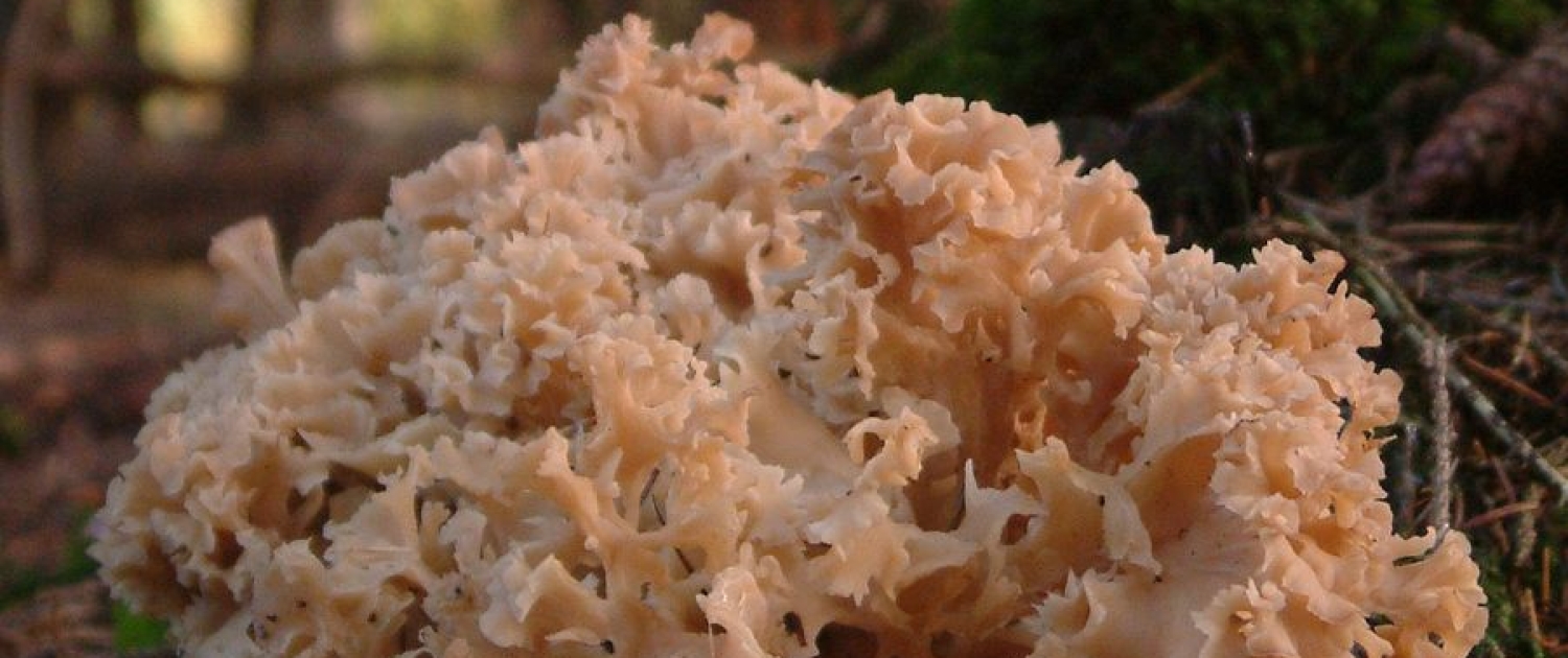 Sparassis crispa - Krause Glucke