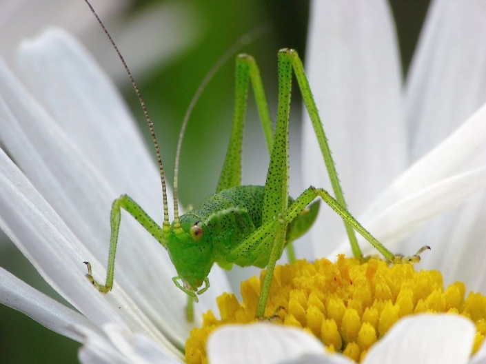 Leptophyes punctatissima - Punktierte Zartschrecke