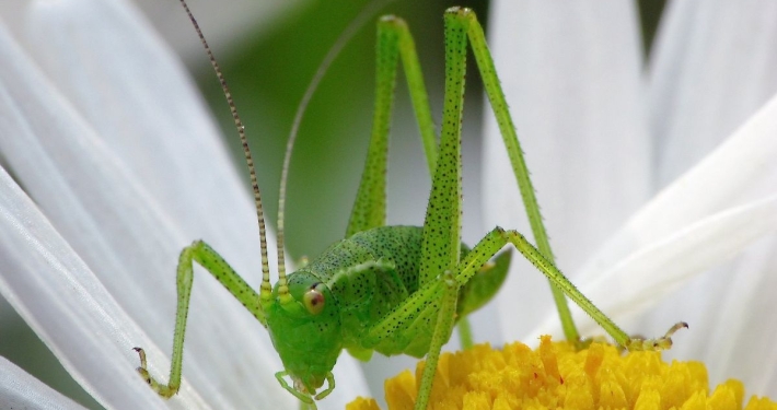 Leptophyes punctatissima - Punktierte Zartschrecke