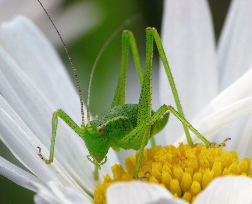 Leptophyes punctatissima - Punktierte Zartschrecke