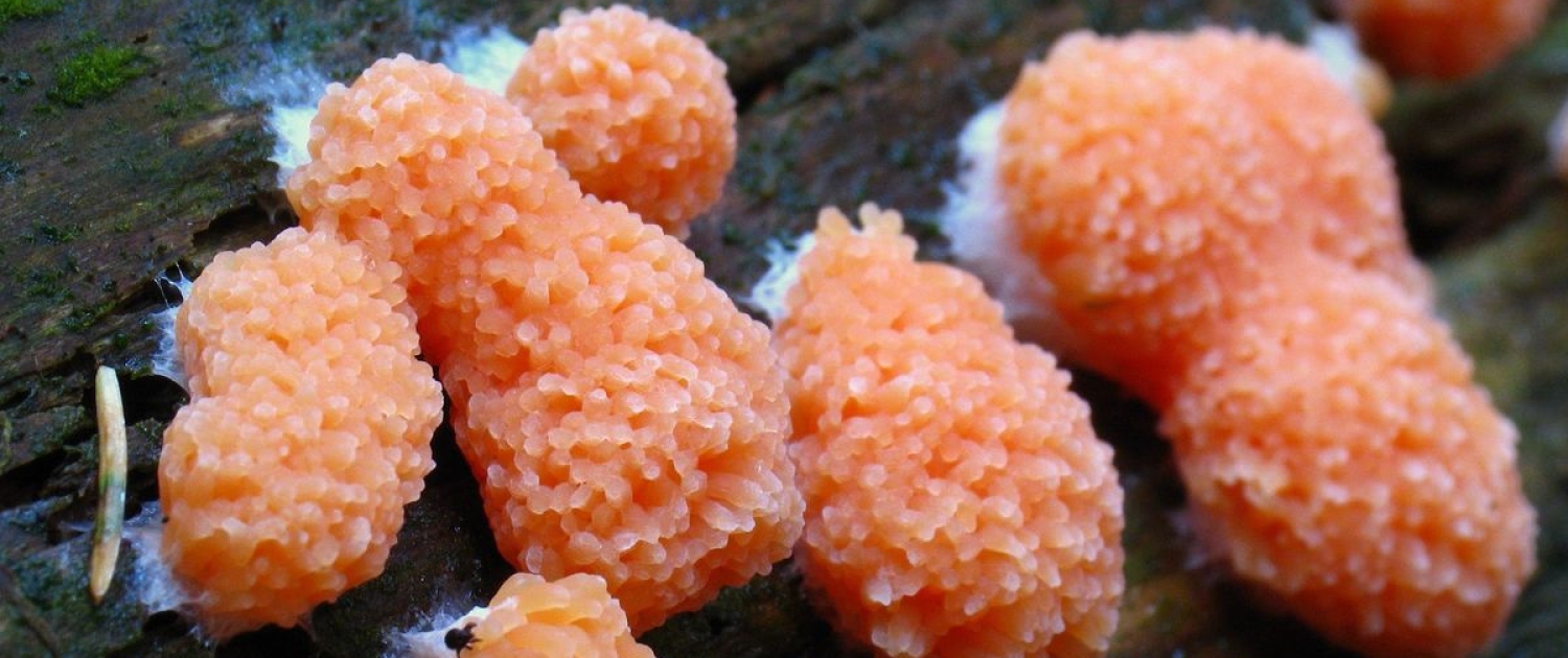 Tubifera ferroginosa