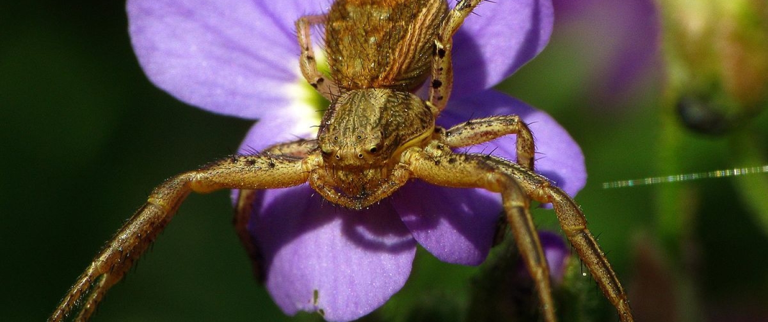 Xysticus cristacus - Braune Krabbenspinne