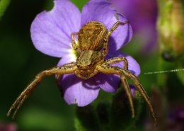 Xysticus cristacus - Braune Krabbenspinne