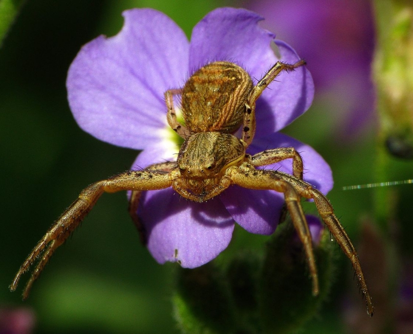 Xysticus cristacus - Braune Krabbenspinne