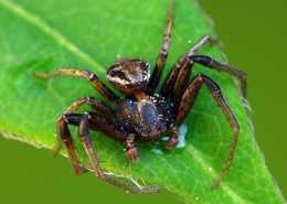 Xysticus cristacus - Braune Krabbenspinne