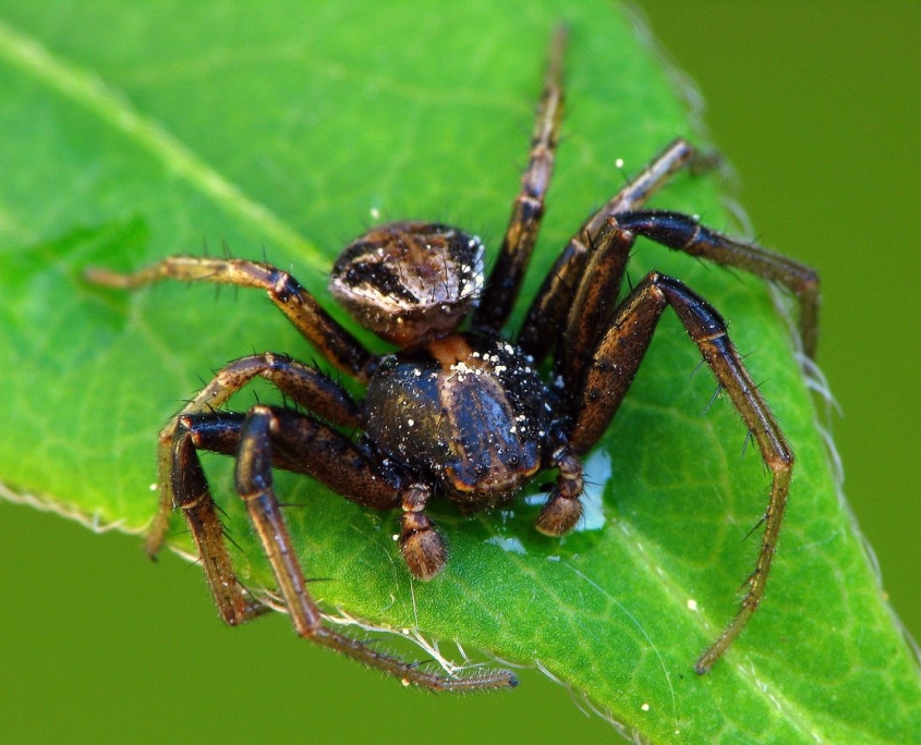 Xysticus cristacus - Braune Krabbenspinne