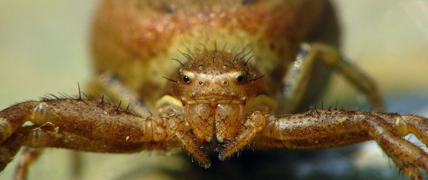 Xysticus kochi - Anspruchslose Krabbenspinne