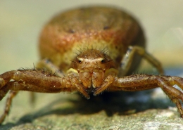 Xysticus kochi - Anspruchslose Krabbenspinne