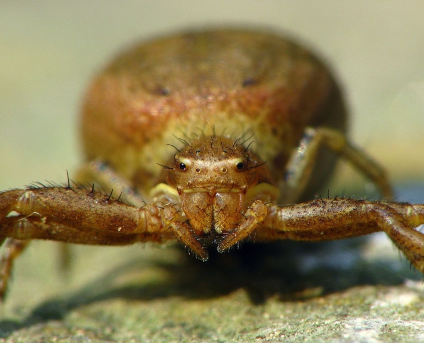 Xysticus kochi - Anspruchslose Krabbenspinne