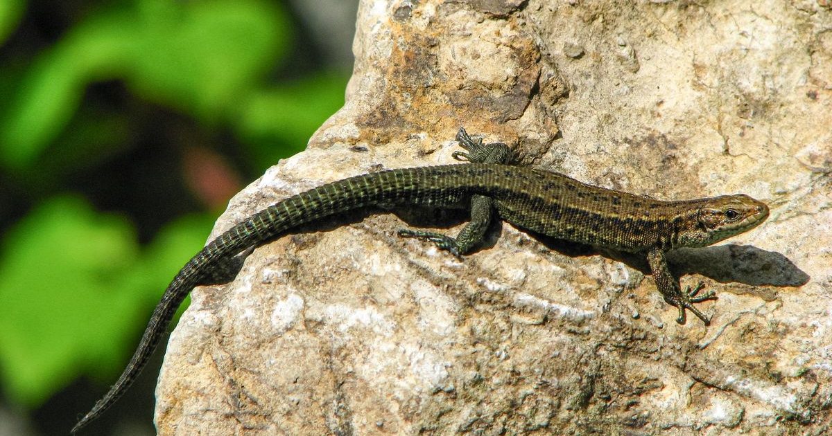 Zootica vivipara - Waldeidechse