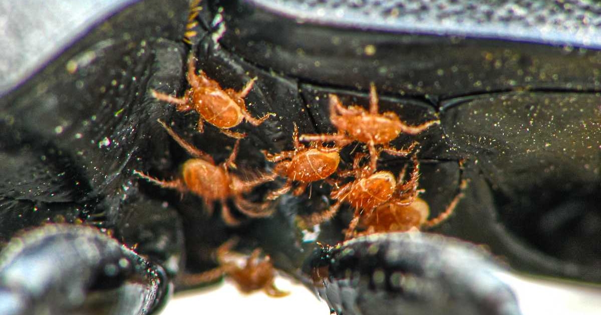 Carabus coriaceus - Lederlaufkäfer