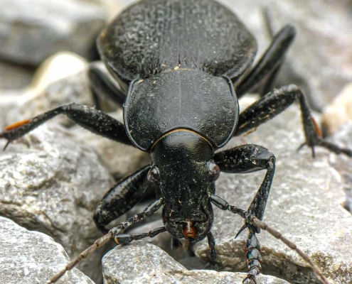 Carabus coriaceus - Lederlaufkäfer