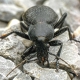 Carabus coriaceus - Lederlaufkäfer