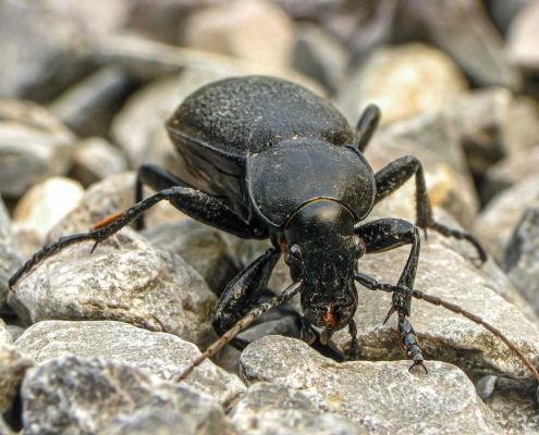 Carabus coriaceus - Lederlaufkäfer