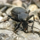 Carabus coriaceus - Lederlaufkäfer